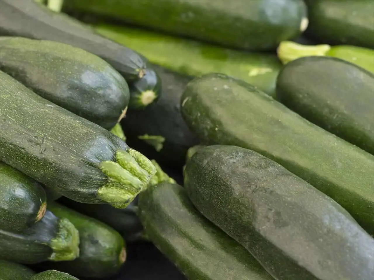 Quante volte a settimana devi innaffiare le zucchine per avere un raccolto sano e abbondante