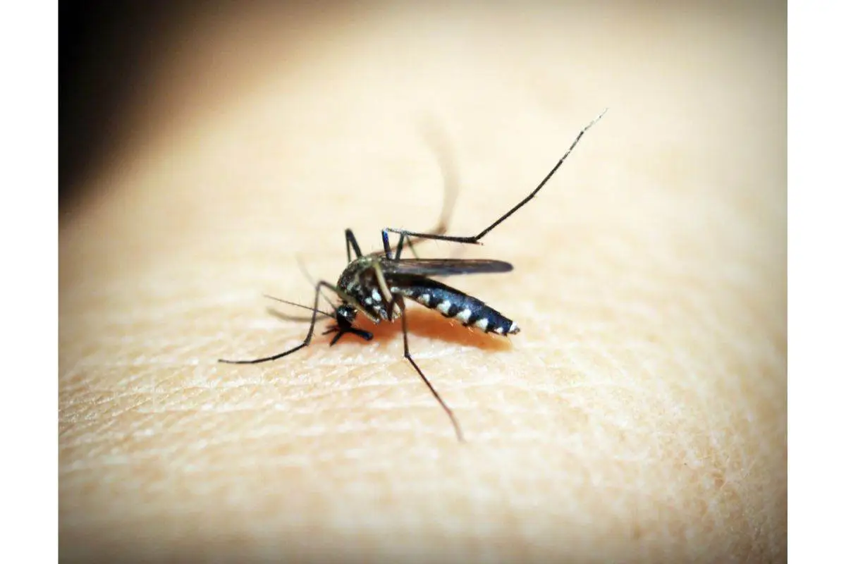 Non spruzzare in casa: prova queste 3 piante che allontanano le zanzare senza veleni