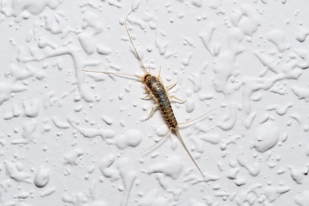 Insetti in casa: ecco perché alcuni camminano sui muri e cosa significa per la tua igiene. Lo sapevi?