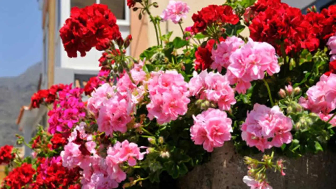 I gerani che amano più sole e caldo: ecco le varietà più resistenti
