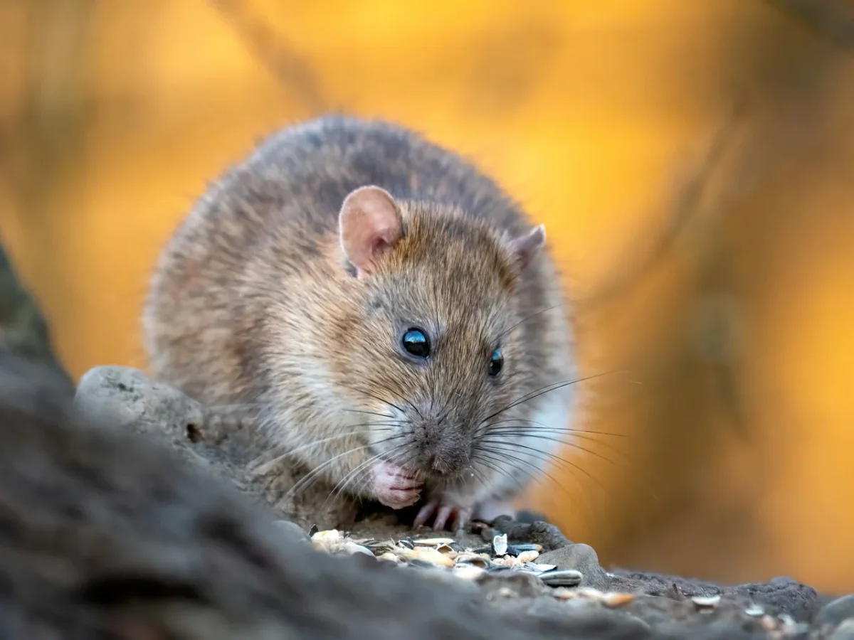 Dove si nascondono i topi in casa? Ecco gli 8 posti che non immagini