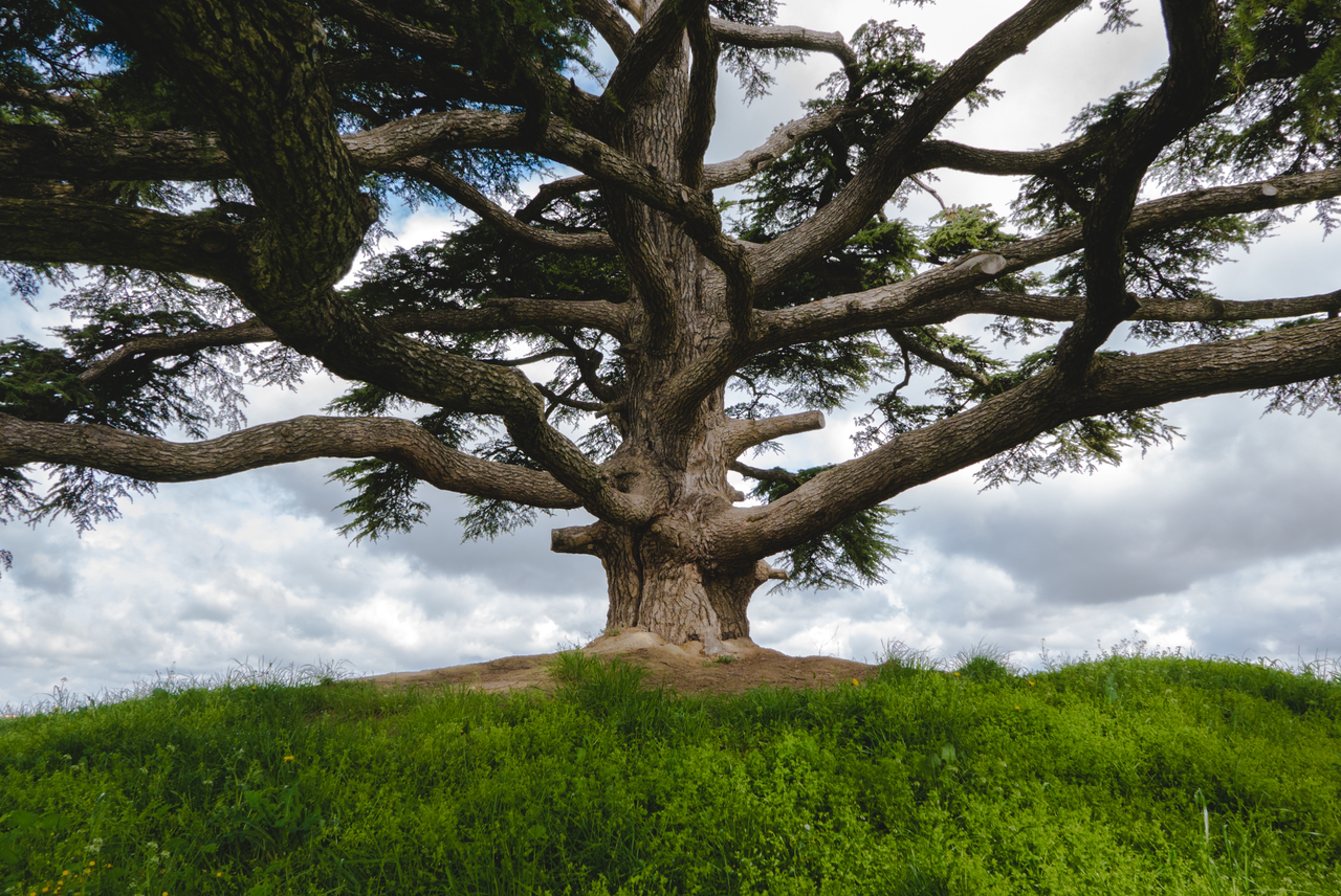 L’albero più antico della Terra: ha visto nascere le piramidi e resiste ancora oggi