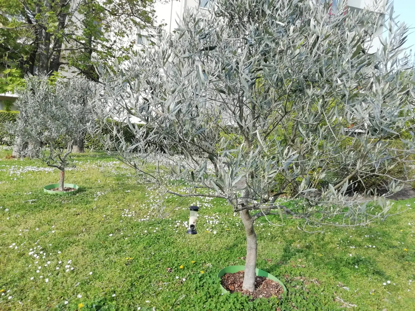 Allarme in giardino: ecco cosa sono davvero quelle misteriose palline bianche nel terreno
