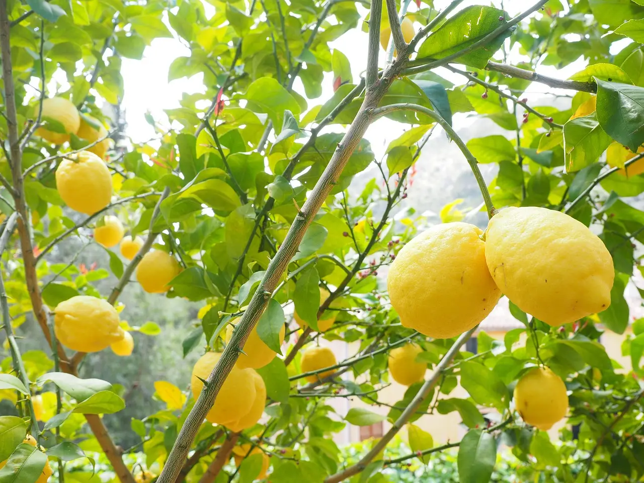 Se la tua pianta di limone perde tutte le foglie sta chiedendo aiuto: ecco cosa fare subito