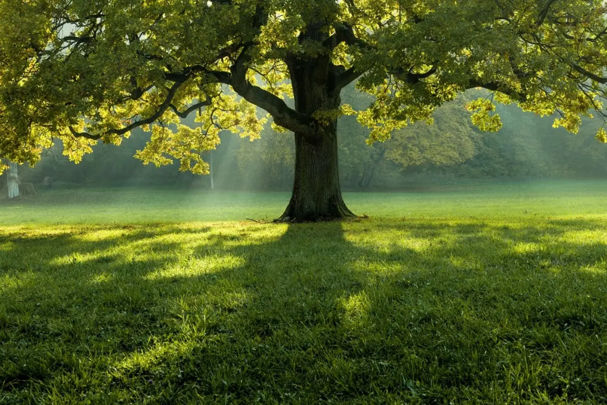 Come ripararsi dal sole in giardino? Il metodo economico che non ti aspetti