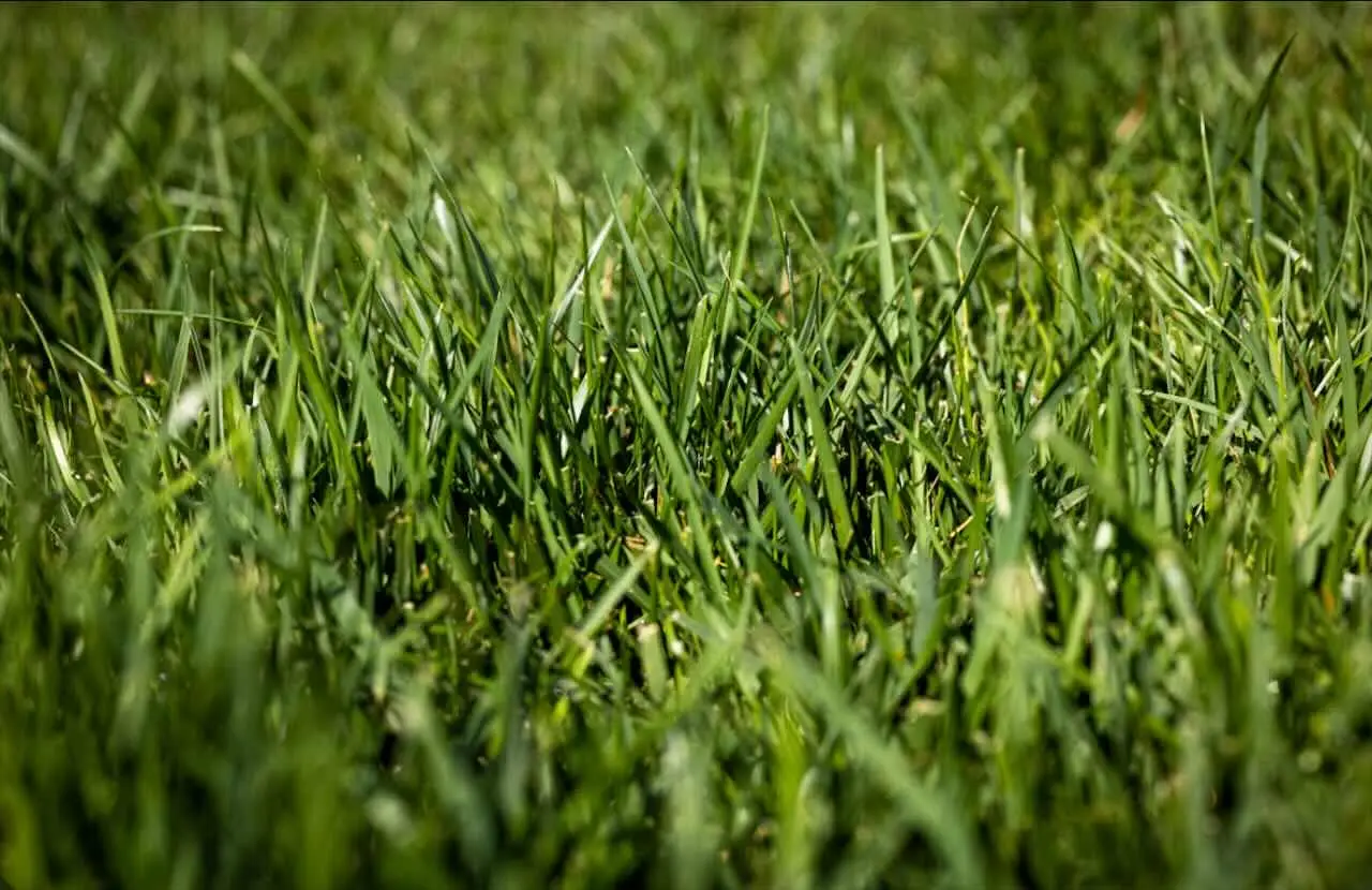 Quanto costa fare il prato al metro quadro? ecco la risposta