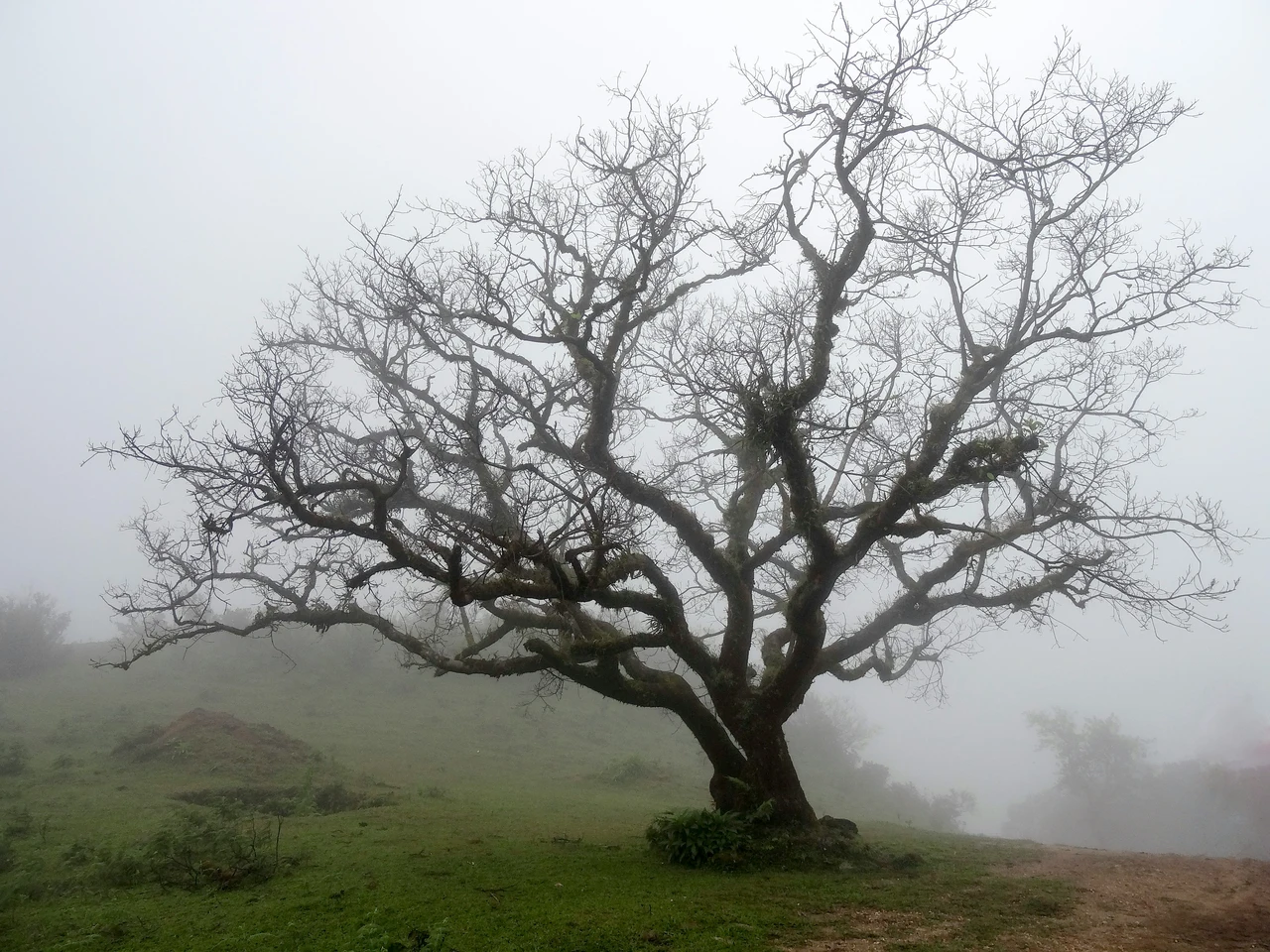 Come si capisce se un albero è morto? Ecco il trucco dell’esperto