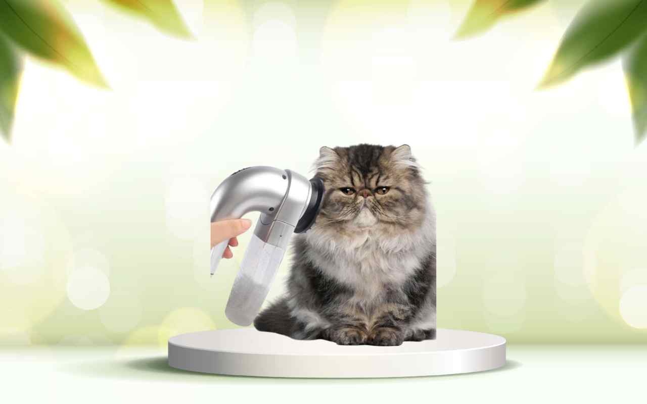 Elimina i peli degli animali da casa con SpazzolAmica: scopri come funziona